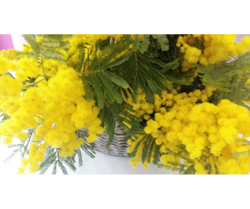 Cesto decorativo di Mimosa