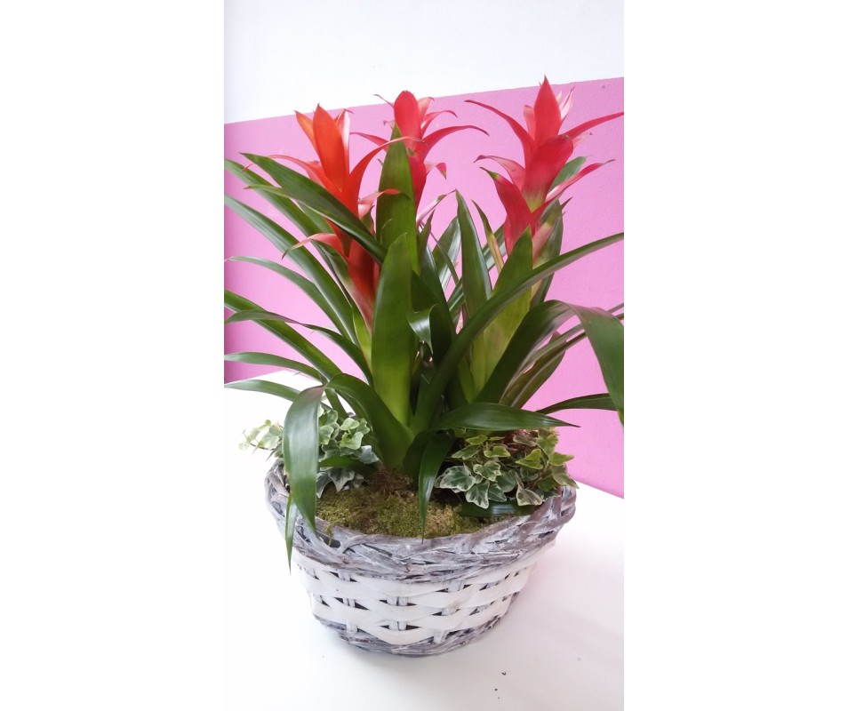 Bromelia rossa