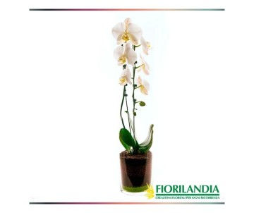 Pianta di Phalaenopsis