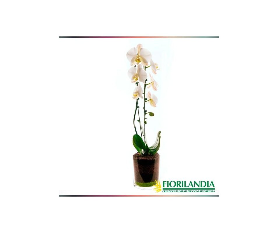 Pianta di Phalaenopsis