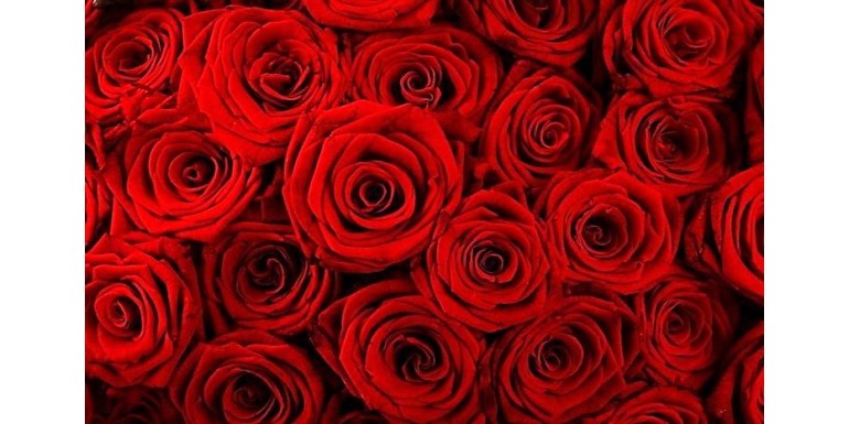 1000 rose rosse a domicilio in Milano ed in tutta Italia