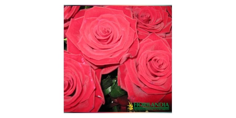 Scegli Fiorilandia per la Festa di San Valentino Rose rosse