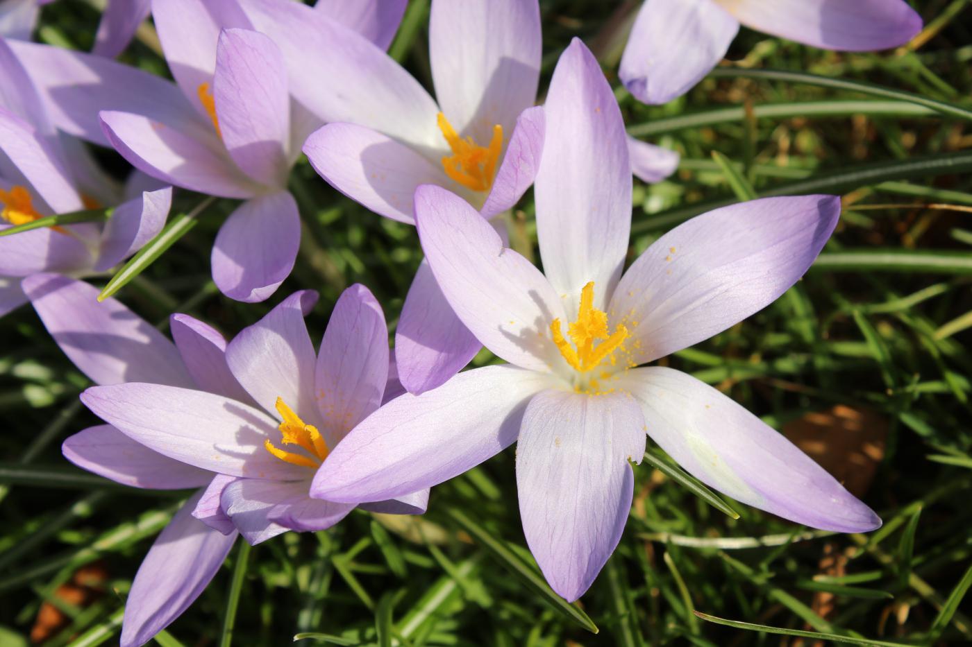 Fiori di Marzo nella Tua Vita