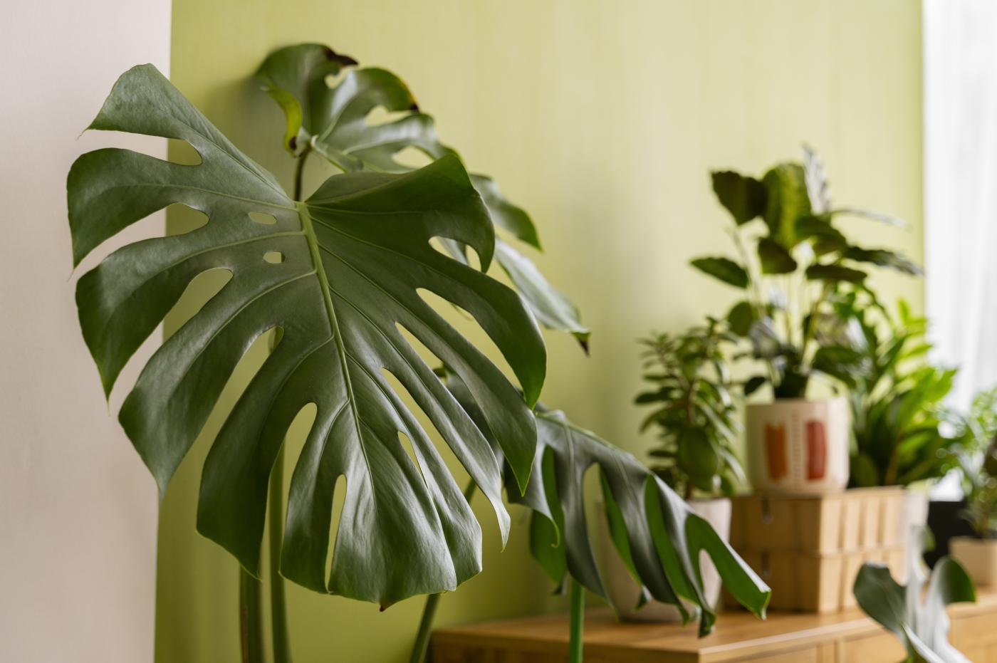 Monstera Deliciosa