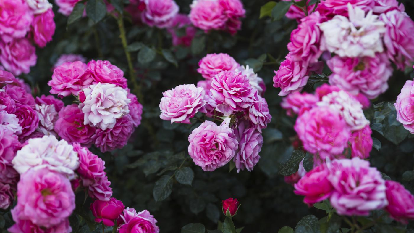 Fiori di Maggio